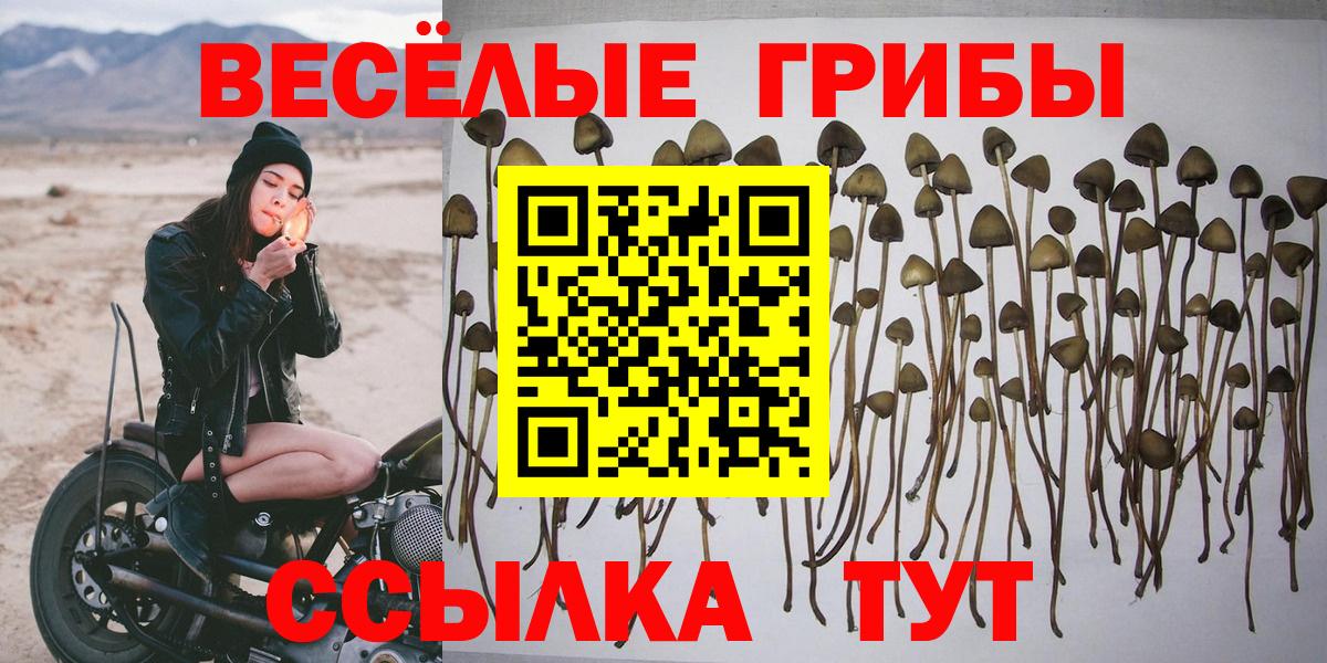 Псилоцибиновые грибы прущие грибы  дарнет шоп  Артём  Галлюциногенные грибы Psilocybe 